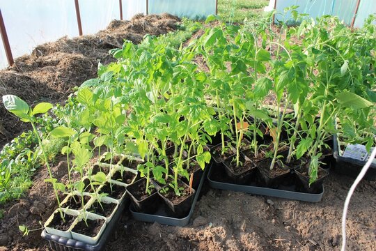Trays of young green plants growing inside a polytunnel environment highlighting Greenhouse vegetable propagation. Suitable for indoor farming tutorials, botanical nursery advertisements, and agronomy