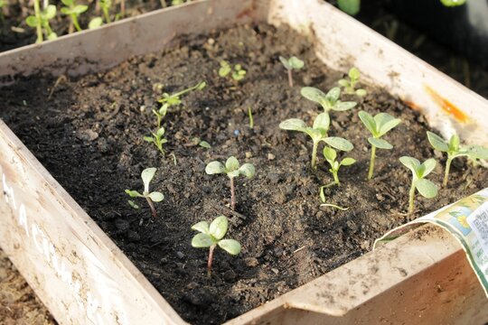 Tiny dicot sprouts emerging from dark earth in a wooden container representing Wooden propagation boxes. Suitable for early germination articles and eco farming layouts.