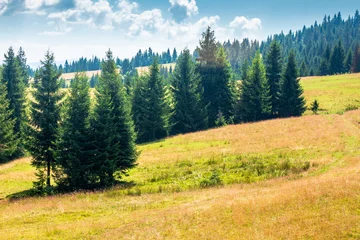 Fototapeten Sommer view of a hillside of mountain range with coniferous forest and meadow. peaceful carpathian mountain landscape on a sunny summer day. nice picture for earth day background  © Pellinni