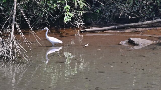 A white little egret stands in the shallow water of a creek in Wulai, Taiwan, searching for food among the rocks and forest vegetation.