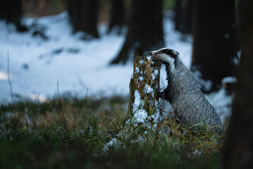 European badger leaning on a snowy stump in a winter woodland. Wild animal in natural environment with snow and trees. © Rudolf