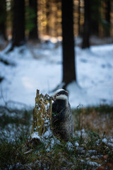 European badger leaning on a snowy stump in a winter woodland. Wild animal in natural environment with snow and trees. © Rudolf