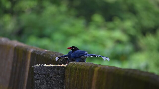 A beautiful Taiwan Blue Magpie perched on a mossy stone wall in Wulai, Taiwan, eating food pieces in a natural forest setting.