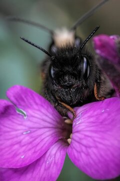 Closeup on a copulation male and female European horned orchard mason bee, Osmia cornuta on a purple flower in the garden