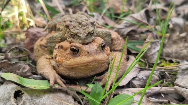 Common toads (Bufo bufo) in amplexus mating embrace in spring green grass, macro 4K close up of amphibians in wildlife nature.