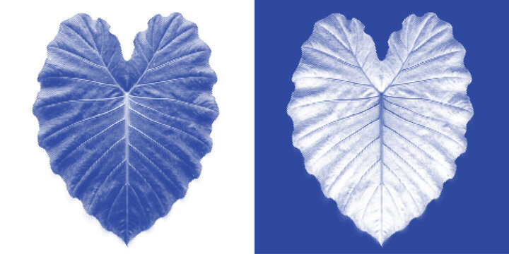 Lobed Leaf Cyanotype Sun Print Botanical Vector Prussian Blue Autumn Maple Decorative Wall Art