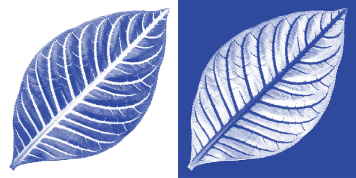 Fossil Shell Cyanotype Sun Print Ammonite Vector Prussian Blue Prehistoric Ancient Ocean Wall Art