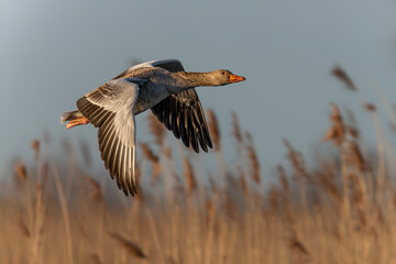  Greylag Goose (Anser anser)  in flight. Gelderland in the Netherlands.      © Albert