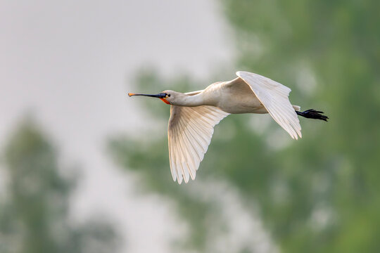 Beautiful Eurasian Spoonbill or common spoonbill (Platalea leucorodia)  in flight. Gelderland in the Netherlands.