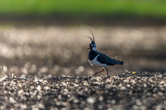 Northern Lapwing (Vanellus vanellus on a field. Gelderland in the Netherlands.                                                   