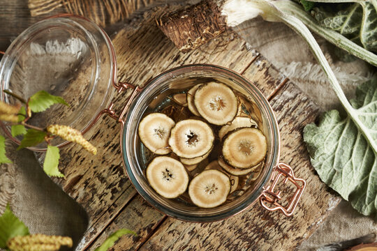 Preparation of homemade herbal tincture from sliced burdock root and alcohol in a glass jar