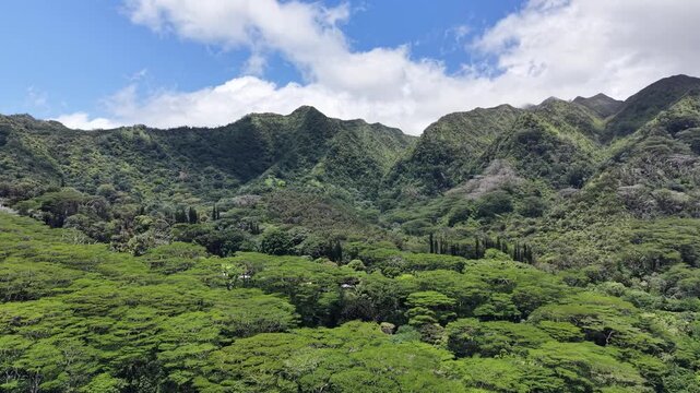 Aerial view overlooking massive trees in the back of Manoa Valley in Honolulu on Oahu, Hawaii. 
