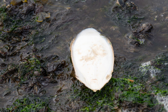 Cuttlebone, inner shell of cuttlefish washed up on beach, low tide North sea coast, and tidal flats, maritime ecosystem, habitat for organisms
