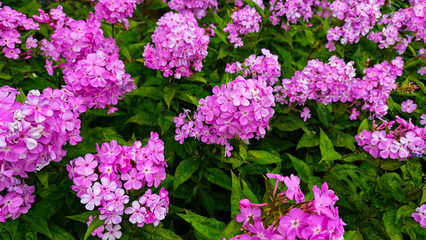 Closeup of pink phlox flowers in bloom © Mateus