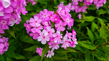 Fototapeta premium Close up of pink phlox flowers blossoms