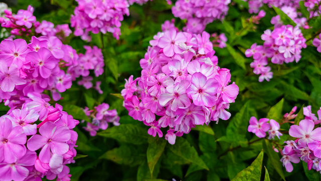 Close-up of phlox flowers in full bloom