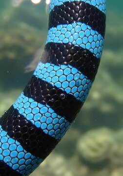 Close-up of Blue and Black Banded Sea Snake Scales Underwater in Tropical Ocean