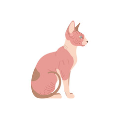 Fototapeta premium Sitting hairless sphynx cat flat design illustration