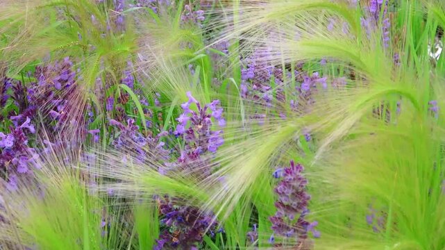 Purple flowers of Nepeta and fluffy green panicles of Hordeum jubatum sway in breeze, close-up of nature, floral background.