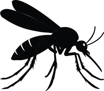 Mosquito vector silhouette with no background.