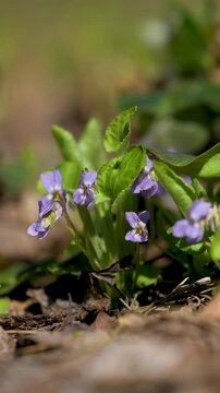 Professional vertical 4k b-roll featuring camera slide over wild violet flowers. Purple viola blossoms in spring nature with soft bokeh. Fresh floral background for social media layouts and wellness a