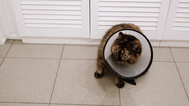 Domestic cat wearing Elizabethan collar on neck waiting after injury, surgery, sterilization, or castration. Pet treatment. Protective veterinary plastic cone. Stray animals. Health care. 4K footage.
