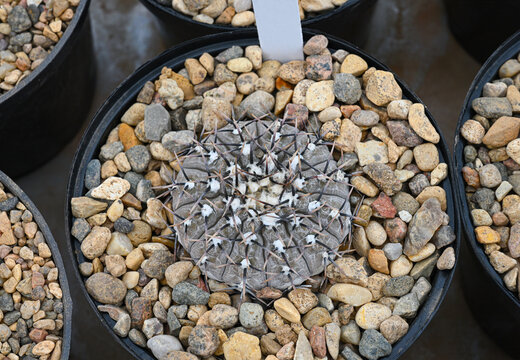 Close-up indoor cactus gymnocalycium riojense