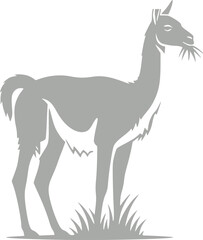 Fototapeta premium Llama and alpaca icon in flat vector style. Collection of cute camelid animal illustrations with standing poses and detailed head designs isolated.