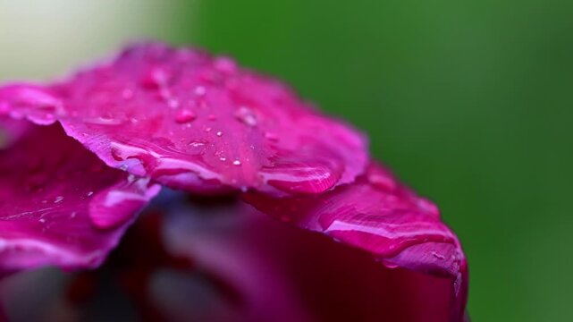 rain on a real flower 4k with audio video
