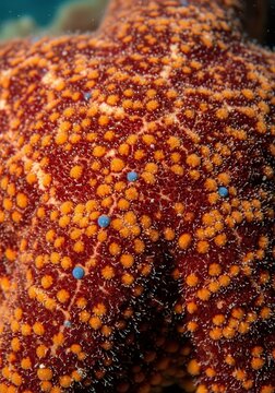 Macro Texture of Starfish Skin with Vibrant Orange Bumps and Blue Dots Underwater Close-up