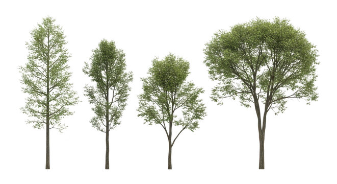 Four distinct deciduous trees with green foliage on transparent background asset