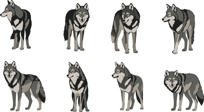 Wolf Vector Set Realistic Grey Wolf Poses Collection.