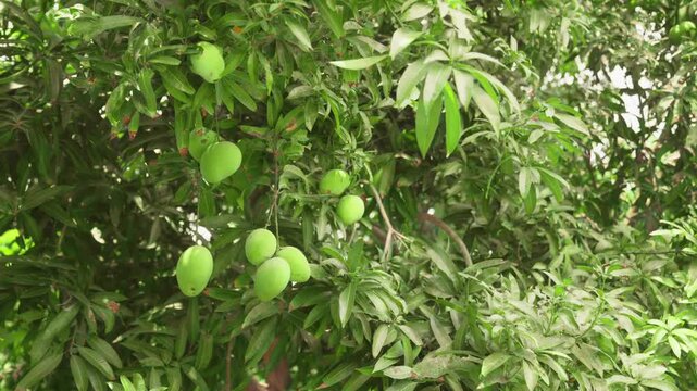 Green mangoes on tree in mango farm
