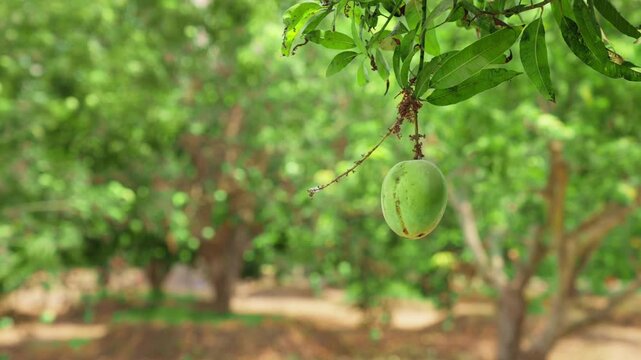 Single raw mango hanging from tree branch
