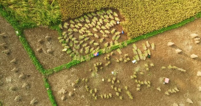 Aerial drone view of Vietnam farmers harvesting golden rice fields, stacking sheaves into piles as the landscape slowly transforms during seasonal harvest. Golden Fields Yielding to Farmers Hands
