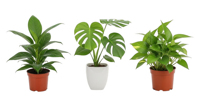 Set of three tropical houseplants in ceramic pots isolated on white background