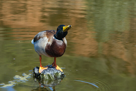 Mallard Duck Standing on Rock in Calm Pond Water with Reflection and Natural Background