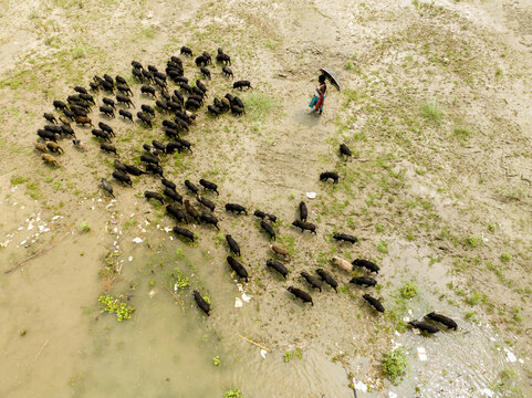 Aerial view of a herd of black pigs moving across a muddy riverbank guided by a person holding an umbrella in Bogura, Rajshahi Division, Bangladesh.