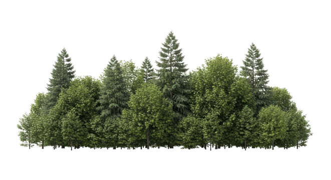 Dense forest tree line with mixed evergreen and deciduous trees