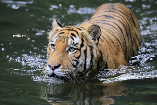 Malaysia tiger (Panthera tigris jacksoni), adult, in water, alert, Malaysia, Southeast Asia