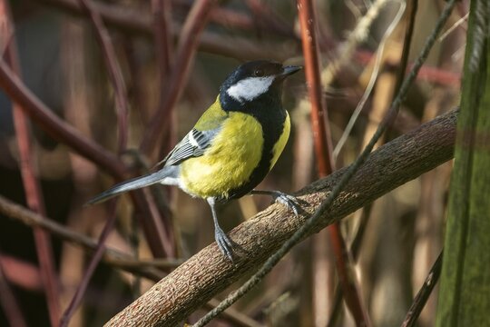 Great tit (Parus major), sitting on a branch, Baden-W&uuml;rttemberg, Germany