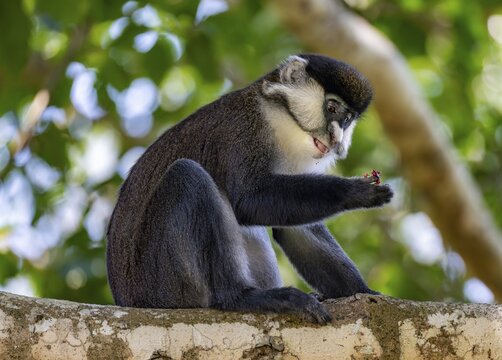 Red-tailed guenon or Congo white-nosed guenon (Cercopithecus ascanius schmidti), sitting on a tree, eating a fruit, Bigodi, Western Region, Uganda