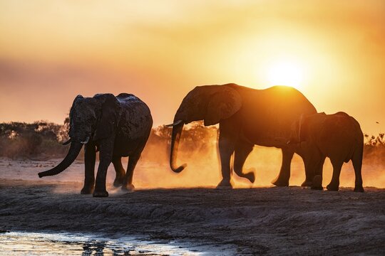 Herd of elephants, African elephant (Loxodonta africana) with young at the waterhole, sunset, Savuti, Chobe National Park, Botswana