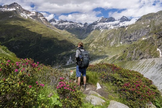 Mountaineer on hiking trail in front of picturesque mountain landscape with blooming alpine roses, rocky mountain peaks with snow, valley Zemmgrund with Zemmbach, mountain panorama with summit Ochsner and Zsigmondyspitze, Berliner H&ouml;henweg, Zillertal Alps, Tyrol, Austria