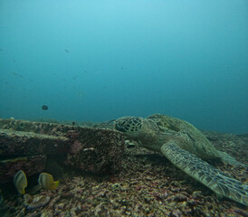coral reef and diver © Miles Woodworth