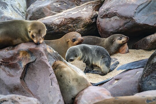 Seal colony, fur seal, Cape fur seal (Arctocephalus pusillus), Cape Cross, Atlantic coast, Namibia