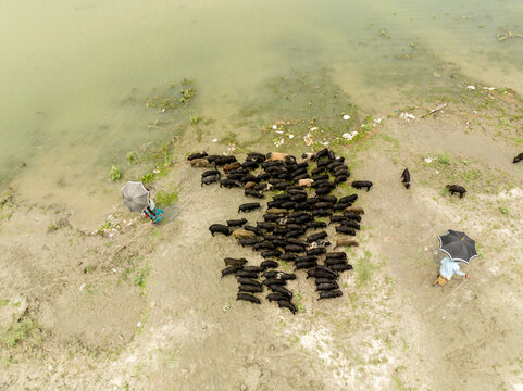 Aerial view of a herd of black pigs gathered on a muddy riverbank with herders holding umbrellas in Bogura, Rajshahi Division, Bangladesh.