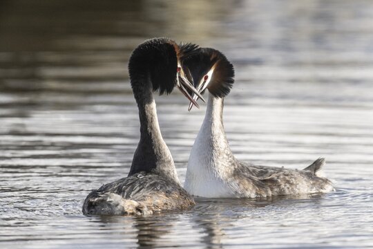 Great Crested Grebe (Podiceps Scalloped ribbonfish) Courtship, Emsland, Lower Saxony, Germany