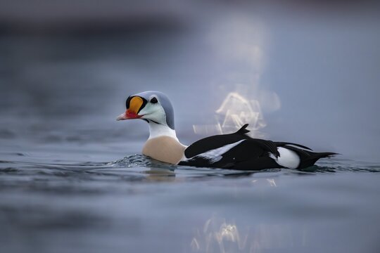 King eider (Somateria spectabilis), male, reflections of lights in the harbour, snowfall, Batsfjord, B&aring;tsfjord, Varanger Peninsula, Finnmark, Northern Norway, Norway