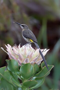 Cape Honeybird (Promerops cafer), adult, male, on flower, Protea, vigilant, Kirstenbosch Botanical Gardens, Cape Town, South Africa